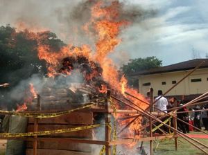 Polda Aceh Musnahkan 80 Kg Sabu-Bakar 372 Kg Ganja