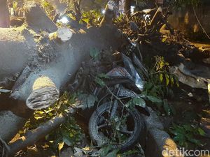 Pohon Tumbang di Bogor Timpa 4 Pemotor, 1 Kritis Pohon Tumbang di Bogor Timpa 4 Pemotor, 1 Kritis