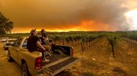 Asap Kebakaran Hutan California Cemari Perkebunan Anggur