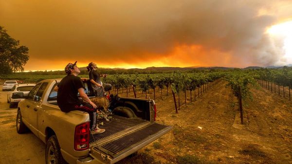 Asap Kebakaran Hutan California Cemari Perkebunan Anggur