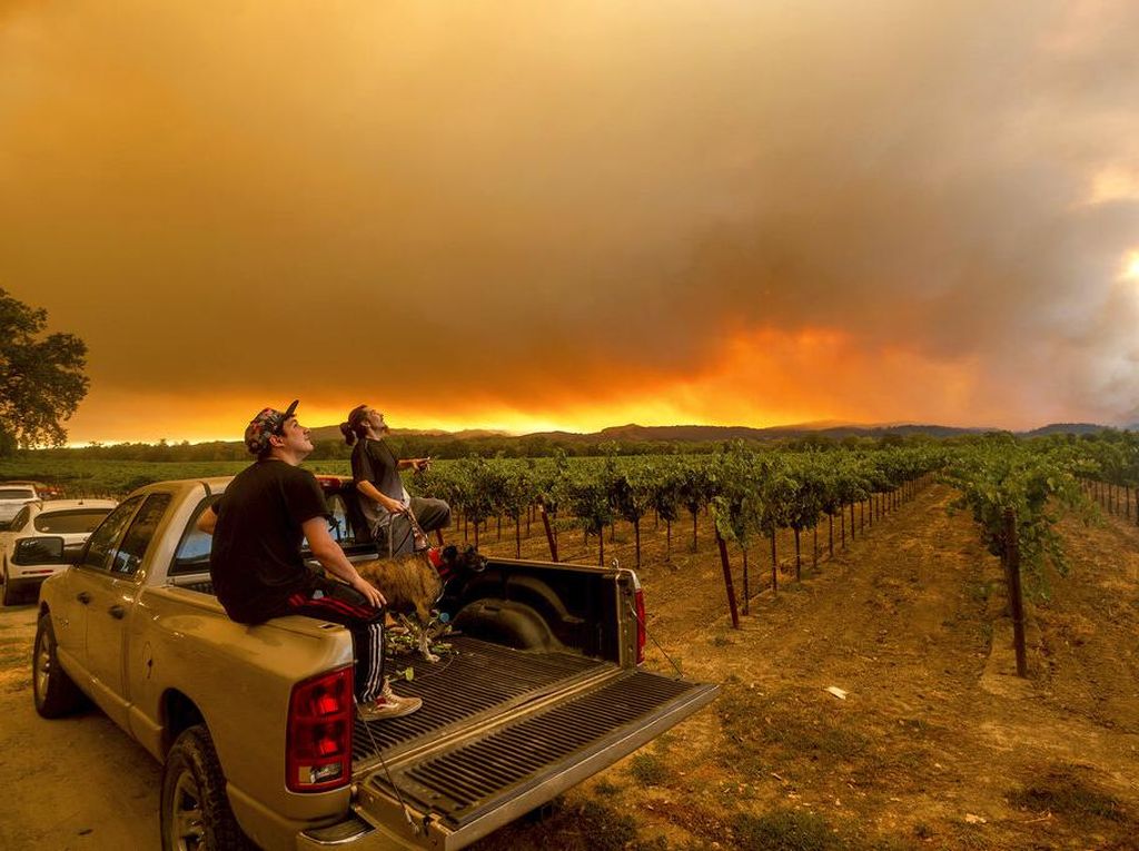Asap Kebakaran Hutan California Cemari Perkebunan Anggur