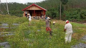 Asyik, Petani Hutan di Jambi Terus Dapat Dukungan