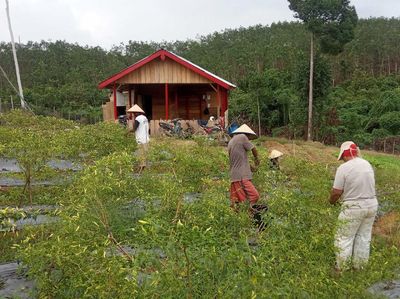 Asyik, Petani Hutan di Jambi Terus Dapat Dukungan