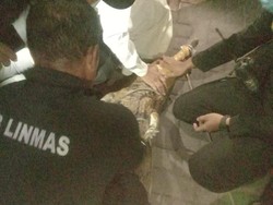 Butuh 3 Jam dan 8 Orang Evakuasi Buaya 2 Meter Peliharaan Warga Surabaya