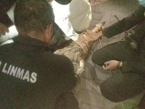 Butuh 3 Jam dan 8 Orang Evakuasi Buaya 2 Meter Peliharaan Warga Surabaya Butuh 3 Jam dan 8 Orang Evakuasi Buaya 2 Meter Peliharaan Warga Surabaya