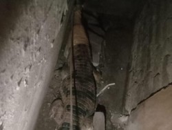 Pemilik Menangis Saat Buaya 2 Meternya Dievakuasi Petugas