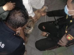 Buaya 2 Meter di Surabaya yang Dievakuasi Diserahkan ke BKSDA Jatim