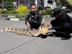 Cerita Sedih Pemilik Saat Berpisah dengan Buaya Peliharaannya