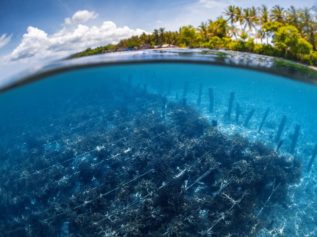 Rumput Laut Selamatkan Kocek Warga Nusa Penida