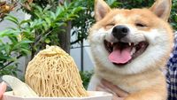 Gemas! Anjing Shiba Inu Ini Selalu Senyum Jika Lihat Makanan