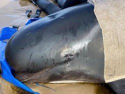 Terparah di Australia, Hampir 400 Paus Mati Terdampar