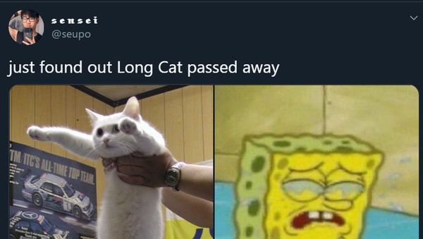 Meme Mengharukan Kenang Kucing Longcat