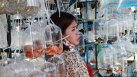 Pedagang Ikan Hias Raup Cuan di Tengah Pandemi