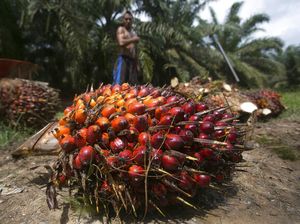 Menimbang Pembentukan Badan Sawit Nasional Menimbang Pembentukan Badan Sawit Nasional