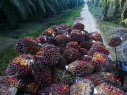 Peran Anak BUMN RI Bantu Atasi Dekarbonisasi Industri Sawit