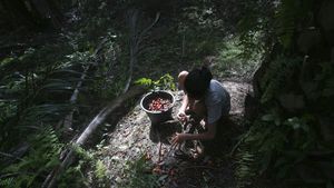 Potret Muram Kehidupan Para Buruh Perkebunan Sawit