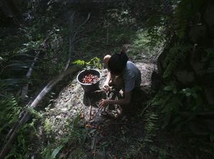 Potret Muram Kehidupan Para Buruh Perkebunan Sawit