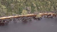 Sepertiga Paus yang Terdampar di Tasmania Mati