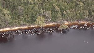 Sepertiga Paus yang Terdampar di Tasmania Mati
