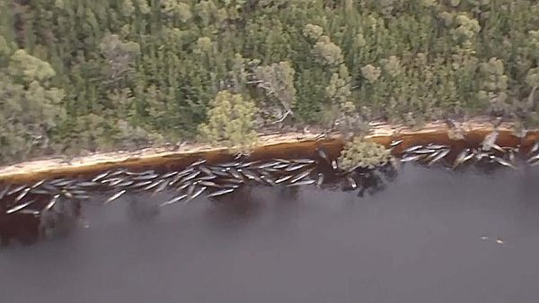 Sepertiga Paus yang Terdampar di Tasmania Mati