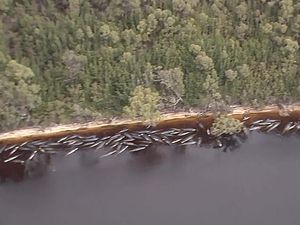 Teori Solidaritas di Balik Ratusan Paus Mati Terdampar