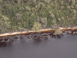 Teori Solidaritas di Balik Ratusan Paus Mati Terdampar