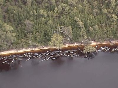 Sepertiga Paus yang Terdampar di Tasmania Mati