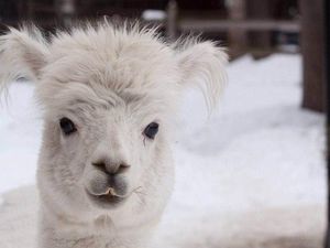 Terobos Kebun Binatang, Beruang Coklat Liar Bunuh Alpaka Populer Terobos Kebun Binatang, Beruang Coklat Liar Bunuh Alpaka Populer
