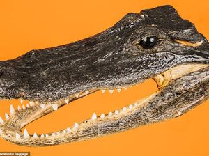 Potret Aneka Barang Ajaib yang Ditinggal Penumpang Pesawat