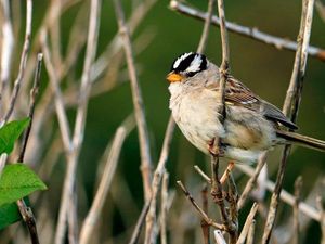 Nyanyian Burung Pipit di AS Makin Manis dan Seksi Selama Lockdown