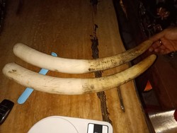 Polisi Tangkap 3 Penjual Gading Gajah di Lampung