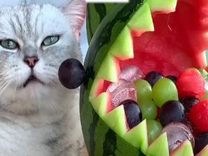 Gemas! Kucing yang Satu Ini Jago Bikin Dessert di TikTok