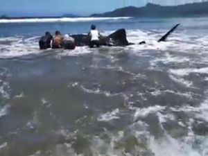 Kasihan, Hiu Paus Terjerat Jaring di Pantai Blado Trenggalek