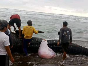 Warga Cianjur Makan Hiu Paus, Balai Perikanan: Berisiko untuk Kesehatan