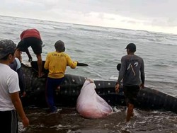 Hiu Paus Terdampar di Cianjur, Dagingnya Dipotong-Diambil Warga