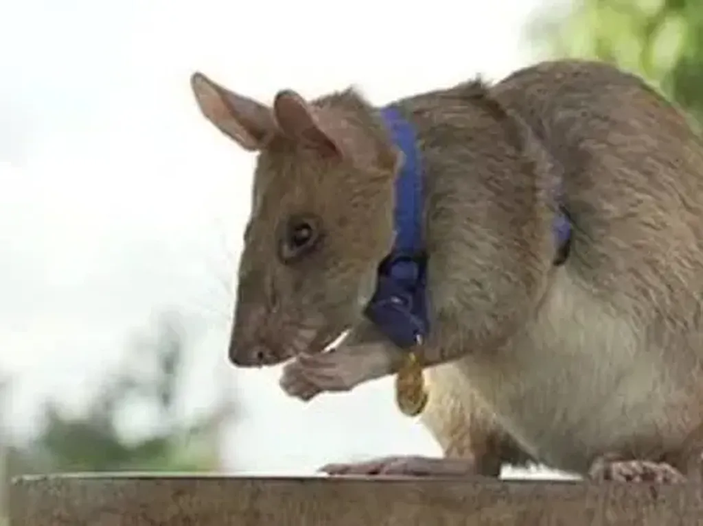 Ini Magawa, Tikus Raksasa yang Jago Endus Ranjau Darat