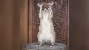 Kenalkan Magawa Tikus Raksasa Penjinak Ranjau Darat