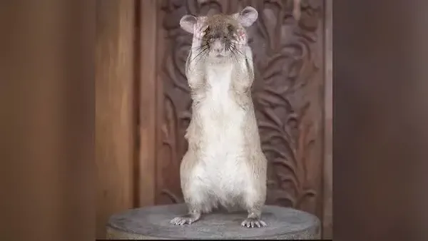 Kenalkan Magawa Tikus Raksasa Penjinak Ranjau Darat