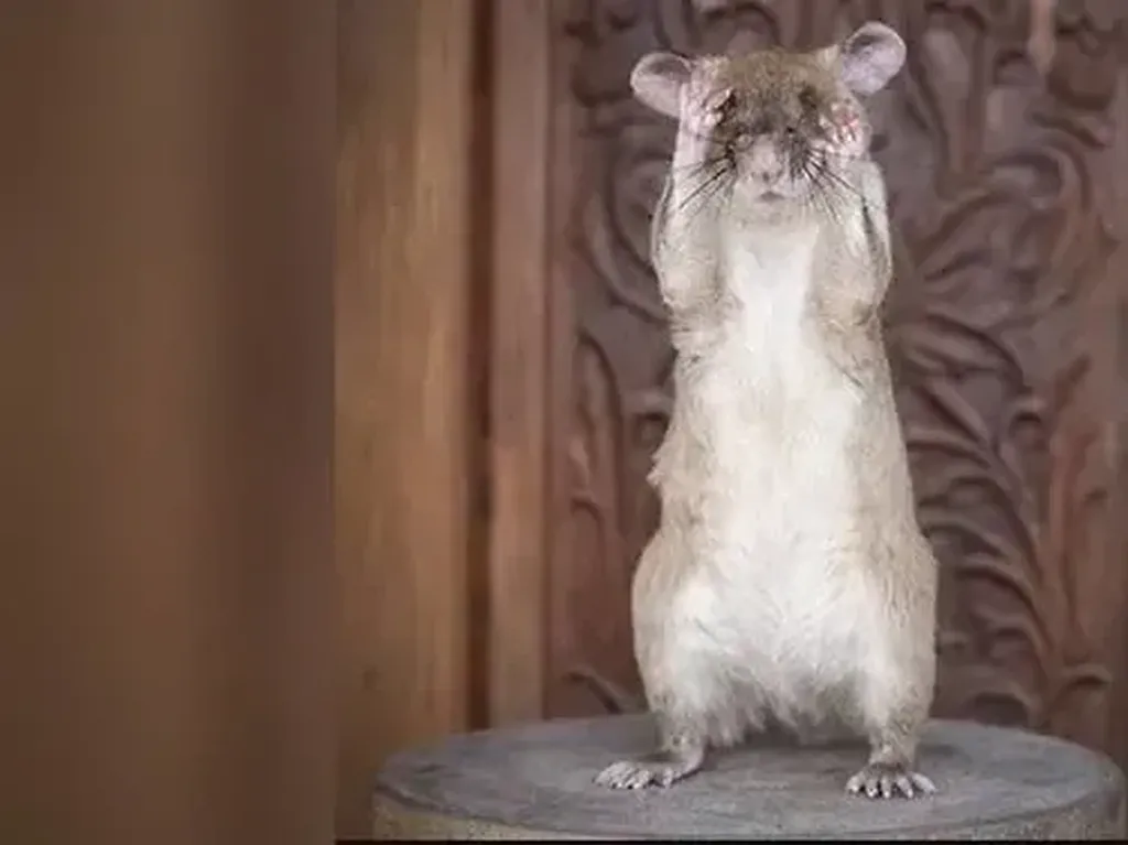 Kenalkan Magawa Tikus Raksasa Penjinak Ranjau Darat