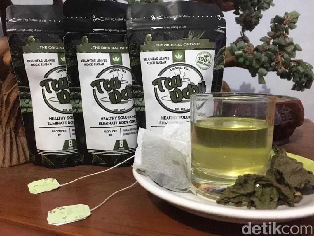 Mahasiswa Surabaya Olah Daun Beluntas Jadi Teh Nikmat Kaya Khasiat Mahasiswa Surabaya Olah Daun Beluntas Jadi Teh Nikmat Kaya Khasiat
