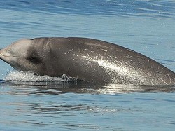 Paus Misterius Pecahkan Rekor Menyelam Terlama