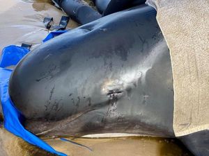 Tak Semua Bisa Diselamatkan, Paus Terdampar di Australia Akan Disuntik Mati