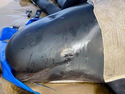 Tak Semua Bisa Diselamatkan, Paus Terdampar di Australia Akan Disuntik Mati