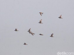 Terungkap! Dua Alasan Burung Terbang dalam Formasi V