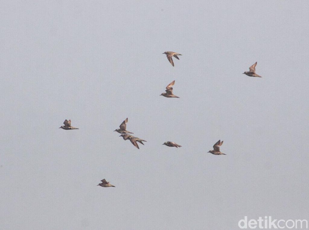 Terungkap! Dua Alasan Burung Terbang dalam Formasi V Terungkap! Dua Alasan Burung Terbang dalam Formasi V