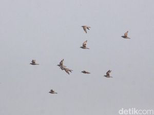 Terungkap! Dua Alasan Burung Terbang dalam Formasi V Terungkap! Dua Alasan Burung Terbang dalam Formasi V