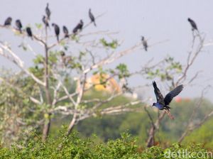 Gara-gara Manusia, Burung Punah dalam 50 Ribu Tahun Terakhir