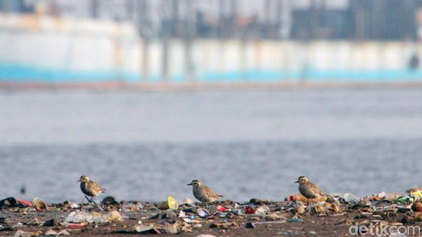 Potret Kehidupan Penghuni Pesisir Jakarta