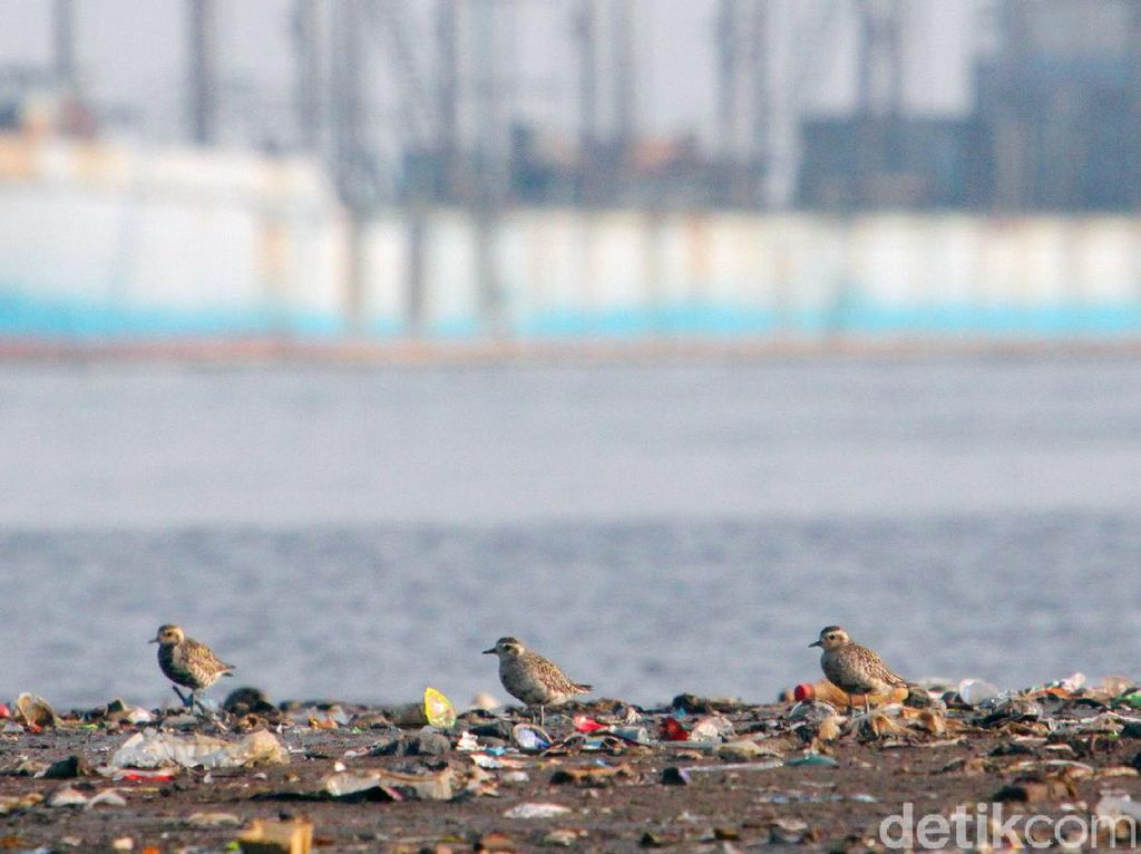 Potret Kehidupan Penghuni Pesisir Jakarta Potret Kehidupan Penghuni Pesisir Jakarta