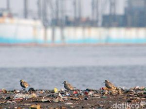 Potret Kehidupan Penghuni Pesisir Jakarta Potret Kehidupan Penghuni Pesisir Jakarta